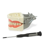 860 Upper and Lower Soft Gingiva Jaws with 32 Removable Teeth for MQD